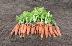 Морковь канберра F1 1,8-2,0 (1 000 000 семян) Bejo картинка из объявления