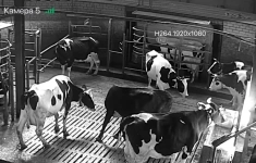 Оператор машинного доения (доярка / дояр) картинка из объявления
