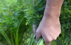 Морковь навал F1 1,8-2,0 (1 000 000 семян) Bejo картинка из объявления