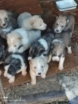 Продаются щенки Алабая картинка из объявления