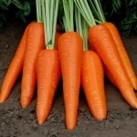 Бронирование раннего урожая картошки и морковки в Алтайском крае картинка из объявления