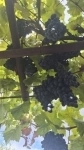Продам виноград винных сортов молдова картинка из объявления