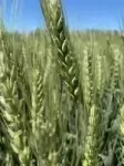 Семена  пшеницы озимой купить Аксинья Амбар Аскет Вольница картинка из объявления