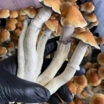 , купить растения картинка из объявления