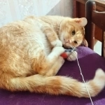рыжий найденыш кот очень хочет стать домашним любимцем в объявлении 2 фото рыжий найденыш кот очень хочет стать домашним любимцем картинка из объявления