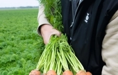 Морковь балтимор F1 1,8-2,0 (1 000 000 семян) Bejo картинка из объявления
