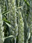 Семена пшеницы озимой купить Алексеич Ахмат Безостая 100 Герда картинка из объявления