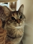 Красивая контактная кошка Анфиса в добрые руки картинка из объявления