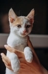 Котята Симба и Пуфик ищут дом! картинка из объявления