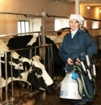 Требуются Скотник / Доярка на молочную ферму картинка из объявления