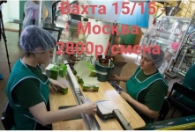 Упаковщик. Работа вахтой в Москве 15/15. картинка из объявления