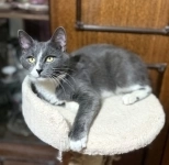 кот ищет дом в объявлении 2 фото кот ищет дом картинка из объявления