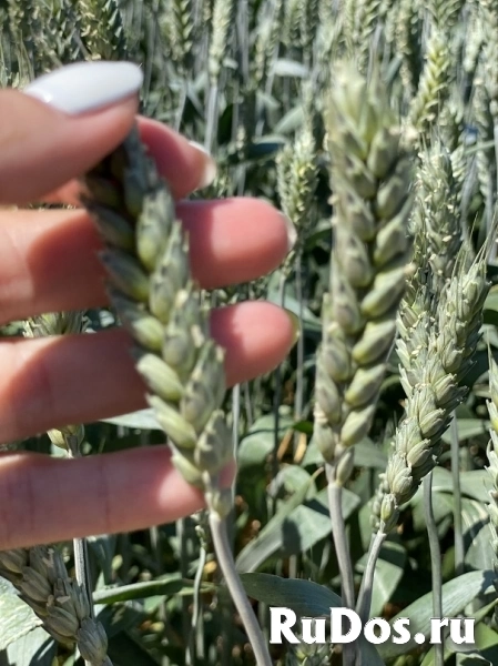 Семена пшеницы озимой купить Агрофак100  Алексеич Ахмат Безостая фото