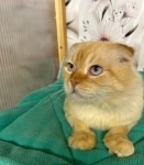 Рыжий красавец кот Изюм в добрые руки картинка из объявления